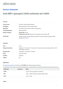Anti-HEF1 (phospho S369) antibody ab110854 Product datasheet Overview Product name