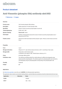 Anti-Vimentin (phospho S56) antibody ab61802 Product datasheet 1 References 2 Images