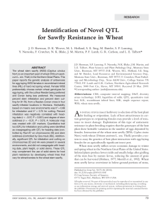 Identifi cation of Novel QTL for Sawfl y Resistance in Wheat