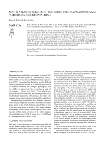 SARSIA STEGOCEPHALOIDES (AMPHIPODA, STEGOCEPHALIDAE) J