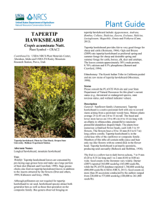 Plant Guide TAPERTIP HAWKSBEARD Crepis acuminata