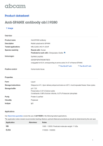 Anti-SPANX antibody ab119280 Product datasheet 1 Image