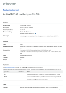 Anti-ALDH1A1 antibody ab131068 Product datasheet