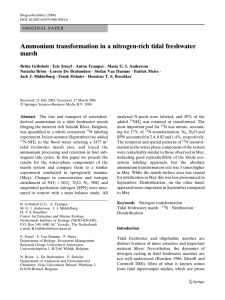 Ammonium transformation in a nitrogen-rich tidal freshwater marsh