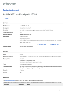 Anti-MALT1 antibody ab118393 Product datasheet 1 Image Overview
