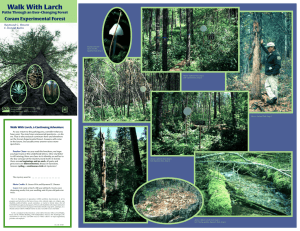 Walk With Larch Coram Experimental Forest Paths Through an Ever-Changing Forest