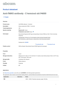 Anti-FMN2 antibody - C-terminal ab194500 Product datasheet 2 Images