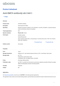 Anti-SMC2 antibody ab116611 Product datasheet 1 Image Overview