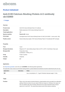 Anti-S100 Calcium Binding Protein A13 antibody ab102800
