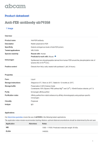 Anti-FER antibody ab79358 Product datasheet 1 Image Overview