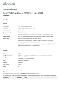 Anti-PPM1E antibody [EPR8721] ab137122 Product datasheet 2 Images Overview