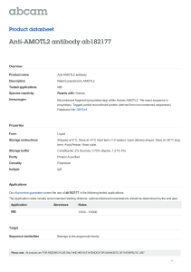 Anti-AMOTL2 antibody ab182177 Product datasheet Overview Product name