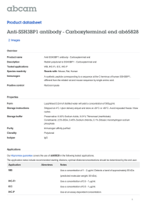Anti-SSH3BP1 antibody - Carboxyterminal end ab65828