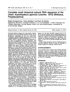 Acanthopleura japonica (Lischke, (Mollusca, Polyplacophora) Complete small ribosomal subunit RNA