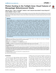 Photon Hunting in the Twilight Zone: Visual Features of