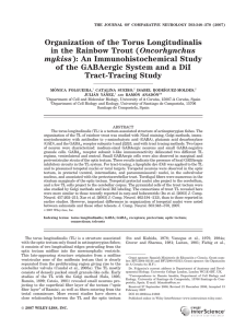 Organization of the Torus Longitudinalis Oncorhynchus ): An Immunohistochemical Study