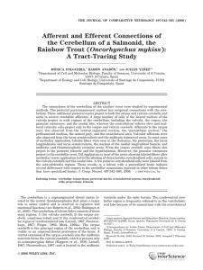 Afferent and Efferent Connections of the Cerebellum of a Salmonid, the