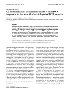 Co-amplification of cytochrome and D-loop mtDNA