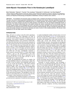 Actin-Myosin Viscoelastic Flow in the Keratocyte Lamellipod Boris Rubinstein, Maxime F. Fournier,