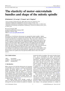 The elasticity of motor–microtubule bundles and shape of the mitotic spindle