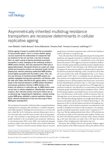 Asymmetrically inherited multidrug resistance transporters are recessive determinants in cellular replicative ageing