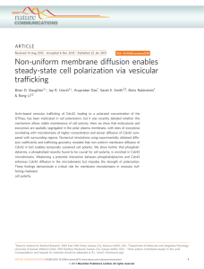 Non-uniform membrane diffusion enables steady-state cell polarization via vesicular trafﬁcking ARTICLE