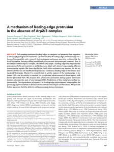 A mechanism of leading-edge protrusion in the absence of Arp2/3 complex  ARTICLE