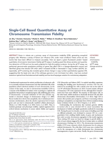 Single-Cell Based Quantitative Assay of Chromosome Transmission Fidelity