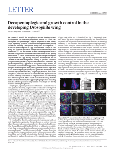 LETTER Decapentaplegic and growth control in the Drosophila