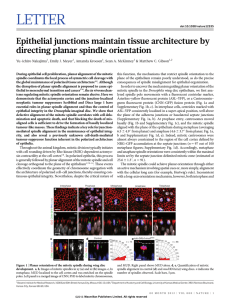 LETTER Epithelial junctions maintain tissue architecture by directing planar spindle orientation