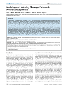 Modeling and Inferring Cleavage Patterns in Proliferating Epithelia Ankit B. Patel