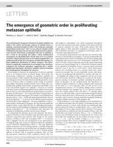 The emergence of geometric order in proliferating metazoan epithelia  Matthew C. Gibson