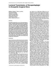 Lumenal Transmission of Decapentaplegic Drosophila