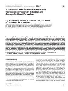 H15 Transcription Factors in Zebrafish and Heart Formation Drosophila