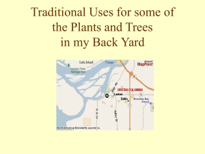 Traditional Uses for some of the Plants and Trees