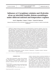 Influence of under different nutrient and temperature regimes Corophium volutator ulvae