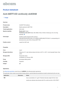 Anti-METT10D antibody ab80848 Product datasheet 1 Image