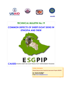 TECHNICAL BULLETIN No.19 COMMON DEFECTS OF SHEEP/GOAT SKINS IN ETHIOPIA AND THEIR CAUSES