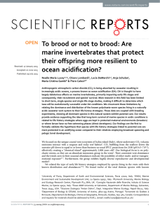 To brood or not to brood: Are marine invertebrates that protect