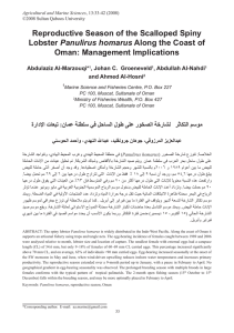 Reproductive  Season  of  the  Scalloped  Spiny   Panulirus  homarus Oman:  Management  Implications