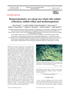 Biogeochemistry of a deep-sea whale fall: sulfate FEATURE ARTICLE