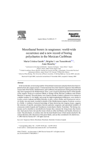Mesofaunal borers in seagrasses: world-wide polychaetes in the Mexican Caribbean