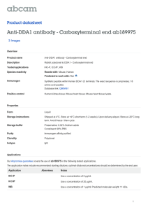 Anti-DDA1 antibody - Carboxyterminal end ab189975 Product datasheet 3 Images Overview