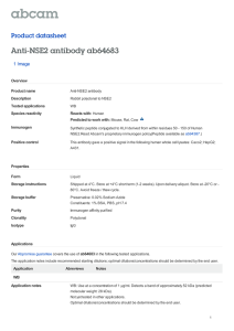 Anti-NSE2 antibody ab64683 Product datasheet 1 Image