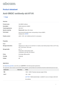 Anti-UBE2C antibody ab187181 Product datasheet 1 Image Overview