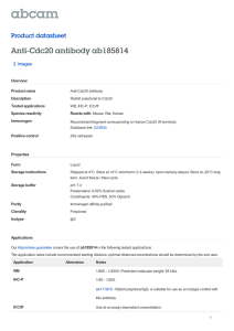 Anti-Cdc20 antibody ab185814 Product datasheet 2 Images Overview