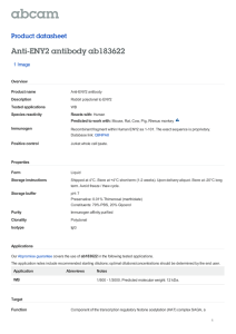 Anti-ENY2 antibody ab183622 Product datasheet 1 Image