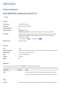 Anti-MARCH2 antibody ab123136 Product datasheet 1 Image
