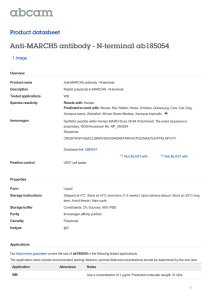 Anti-MARCH5 antibody - N-terminal ab185054 Product datasheet 1 Image
