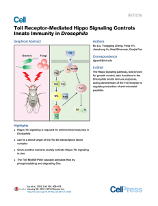 Toll Receptor-Mediated Hippo Signaling Controls Drosophila Innate Immunity in Article